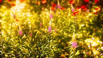abundância de flores silvestres desabrochando no prado na primavera video