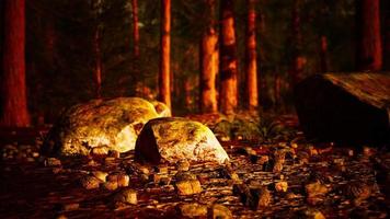 tall forest of sequoias in Yosemite National Park video