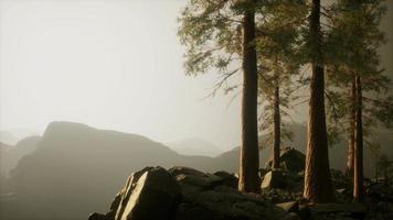 trees in fog in mountains video