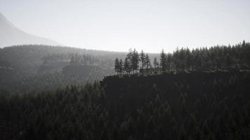Pine tree forests at the base of mountain in sunny day of summer video