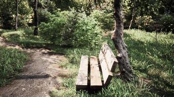 banco en el parque de verano con árboles viejos y sendero video