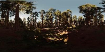 vr360 nel parco nazionale di sequoia video