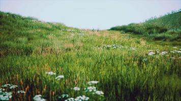 grüne Hügel mit frischem Gras und wilden Blumen zu Beginn des Sommers video