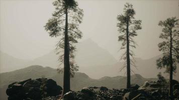 8K Fog hides the high forest in the mountains video