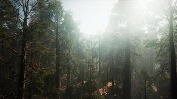 Sequoia National Park under the fog mist clouds video