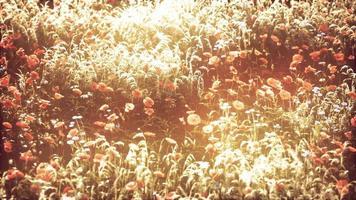wilde veldbloemen bij zomerzonsondergang video
