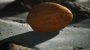 melon du désert sur la plage de sable video