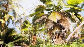 jardin tropical avec palmiers dans les rayons du soleil