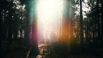 beroemde grote sequoia-bomen staan in sequoia national park video