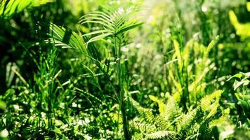 8k Nahaufnahme tropische Natur grüne Blätter und Gras video