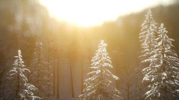espléndida escena navideña en el bosque de montaña. colorido amanecer de invierno