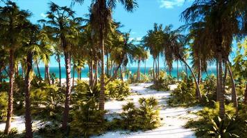 Paradise landscape of tropical beach with calm ocean waves and palm trees video