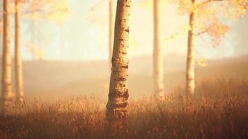 scène du lever du soleil dans une forêt de bouleaux un matin d'été ensoleillé avec brouillard video