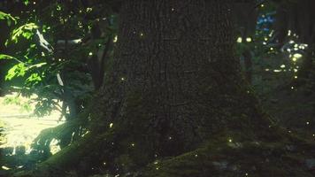 Fantasy firefly lights in the magical forest video