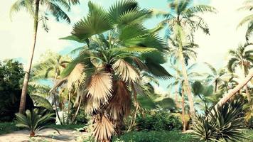 tropical palms and plants at sunny day video