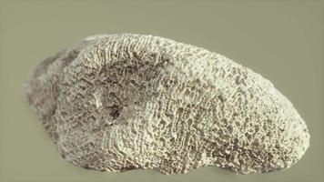 big white coral fossil closeup video
