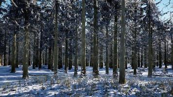 forêt de conifères couverte de neige aux beaux jours video