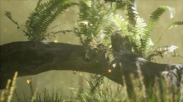 horizontally bending tree trunk with ferns growing, and sunlight shining video