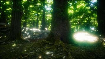 8k morgon i den dimmiga vårskogen med solstrålar video