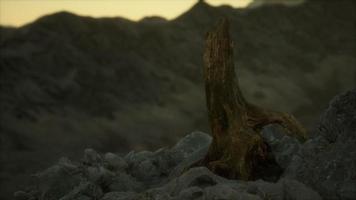 pin mort au rocher de granit au coucher du soleil video