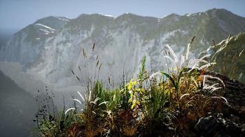 fresh grass at big rocky cliff in ocean video