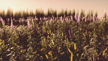 prato primaverile con fiori al tramonto video