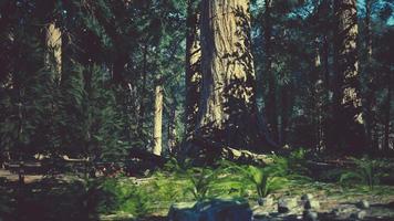 Sequoia redwood trees in the sequoia national park forest video