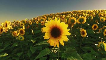 campo de girasoles y puesta de sol video