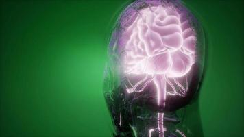 anatomia do cérebro humano video