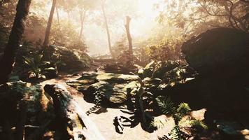 High Humidity In Jungle Rainforest in foggy day Timelapse video