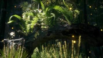 tronc d'arbre à flexion horizontale avec des fougères qui poussent et la lumière du soleil qui brille video