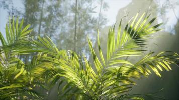 bright light shining through the humid misty fog and jungle leaves video