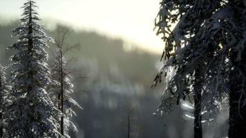 esplêndida cena de natal na floresta de montanha. nascer do sol de inverno colorido video