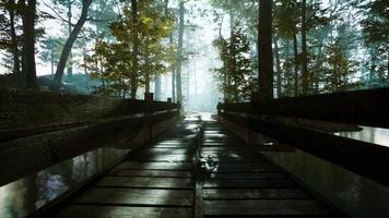 Alte Holzbrücke über einen kleinen Bach in einem Park video