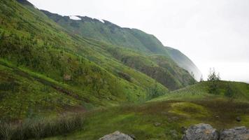 trees on meadow between hillsides with forest in fog video