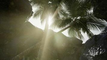 grandes palmeras en cueva de piedra con rayos de sol video