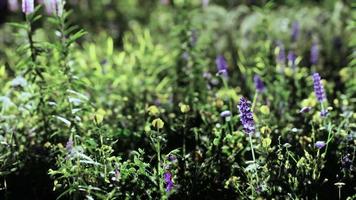 fleurs sur le terrain de montagne pendant le lever du soleil en été video