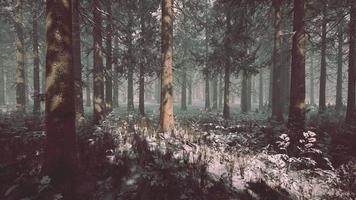 impresionante vista de la niebla y la luz del sol después de las heladas en el bosque de pinos video