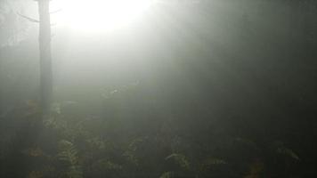 forêt dans la brume matinale d'automne video