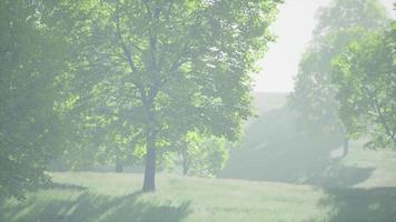 esdoorn bladeren in het bos video