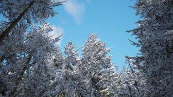 forêt calme d'hiver à la journée ensoleillée video