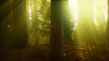 vuurvlieg in mistig bos met mist video