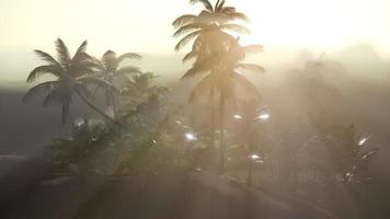 palmeras de coco paisaje tropical