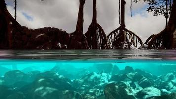 Above and below the sea surface near mangrove trees video