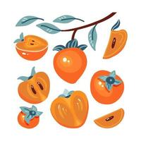 Set of fresh persimmon . Collection of different fruits, whole, half and slice isolated on white background. Flat hand drawn vector illustration