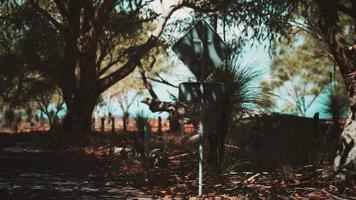 outback road with dry grass and trees video