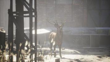 cerfs sauvages dans les rues de la ville abandonnée video