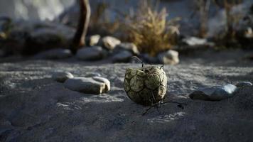 una vieja pelota de fútbol rota tirada yace en la arena de la playa del mar video