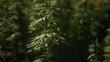 snår av marijuanaväxt på fältet video