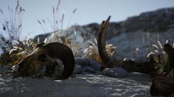 crâne d'un bélier mort dans le désert video